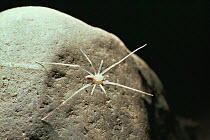 Blind Ctenid cave spider using legs as antennae. {Ctenidae} Mulu cave, Sarawak, Indonesia