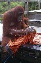 Orang utan washing clothes at Camp Leakey {Pongo pygmaeus} Kalimantan, Borneo, Indonesia