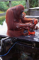 Orang utan washing clothes at Camp Leakey {Pongo pygmaeus} Kalimantan, Borneo