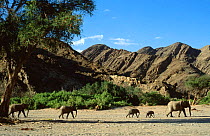 African elephant family {Loxodonta africana} migrate across dry Hoanib river, Namibia, Southern Africa