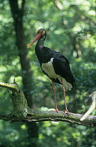 Black stork {Ciconia nigra} perched in tree, Czech republic