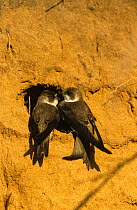 Sand martin {Riparia riparia} pair at nest hole, Czech rebublic