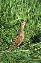 Corncrake (Crex crex) calling in grassland, Czech Republic