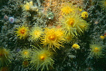 Yellow cave coral {Leptosammia pruvoti} off Sark, Channel Isles, UK