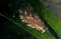 Sea slug on eel grass {Hermaea bifida} Jersey, Channel Isles, UK St Catherines