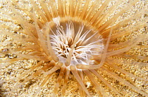 Burrowing anemone (Ceriantbus lloydii) Bouley Bay, Jersey, Channel Isles, UK