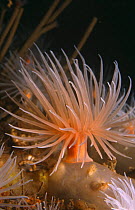 Sealoch anemone (Protanthea simplex) Loch Linnhe, Scotland, UK