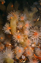 Sealoch anemone (Protanthea simplex) Loch Linnhe, Scotland, UK