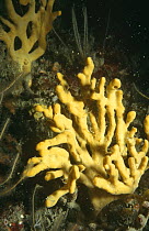 Sponge (Axinella dissimilis) L'Etac, Sark, Channel Isles, UK