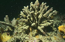 Sponge (Raspailia ramosa) L'Etac, Sark, Channel Isles, UK