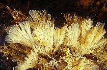Bryozoan (Bugula flabellata) l'Etac, Sark, Channel Isles, UK