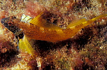 Black faced blenny male {Tripterygion delaisi} Jersey, Channel Isles, UK Bouley bay