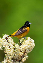 Northern oriole on blossom {Icterus galbula} male Long Is, NY, USA