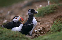 Puffin with fledgling at nest hole {Fratercula arctica} Skomer Island, Pembrokeshire, Wales, UK