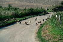 Pheasants on country lane {Phasianus colchicus} Wiltshire, UK