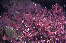 Coral weed {Corallina officinalis} Jersey, Channel Isles, UK St Ouens