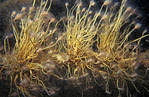 Oaten pipe hydroid {Tubularia indivisa} Jersey, Channel Isles, UK Schockland wreck
