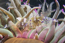 Anemone prawn {Periclimenes sagittifer} amongst anemone tentacles Jersey, Channel Isles, UK