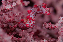 Pygmy seahorse {Hippocampus bargibanti} on gorgonian coral, Lembeh Strait, Sulawesi, Indonesia
