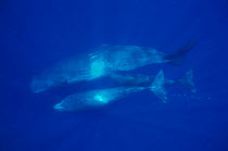 Sperm whale family group including mother with young {Physeter macrocephalus} Azores, Atlantic