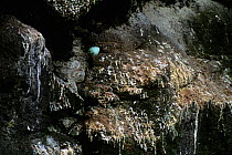 Brunnich's guillemot {Uria lomvia} egg balanced on cliff ledge, St Paul Island, Pribilof Islands, Alaska, USA
