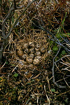 Willow grouse nest with 13 eggs {Lagopus lagopus} Varanger Peninsular, Norway