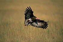 Lappet faced vulture {Torgos tracheliotus} Masai Mara, Kenya, Africa