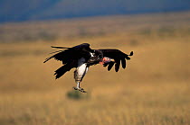 Lappet faced vulture landing {Torgos tracheliotus} Maasai Mara, Kenya, Africa