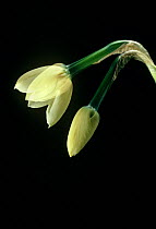 Time-lapse shot of flower growth (Narcissus sp.) Sequence of 6hr intervals, UK