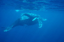 Humpback whale mother & calf {Megaptera novaeangliae} Mexico Central America