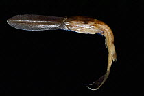 Paddlefish {Polyodon sparthula} specimen Missouri, USA.