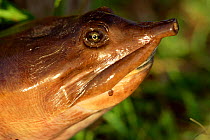 Florida soft shell turtle {Apalone ferox} head, Everglades NP, Florida, USA.