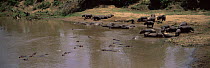 Hippopotamus {Hippopotamus amphibius} on banks of Mara river, Masai Mara, Kenya
