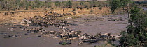 Wildebeest {Connochaetes taurinus} and Zebra {Equus quagga} crossing the Mara river, Kenya