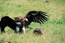 Lappet faced / Nubian vulture {Torgos tracheliotus} & Black backed jackal in dispute over carcass. Masai Mara, Kenya
