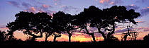 Scots pine trees silhouetted at sunset {Pinus silvestris} Norfolk, England