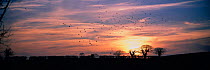 Dawn landscape with Pink footed geese {Anser arvensis} Norfolk, England