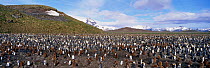 King penguin colony {Aptenodytes patagoni} South Georgia