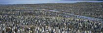 King penguin {Aptenodytes patagoni} colony, South Georgia