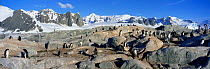 Gentoo penguin colony {Pygoscelis papua} Antarctica