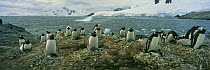 Gentoo penguin {Pygoscelis papua} nesting colony with chicks and adult at nest, Antarctica