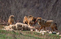 Wild Grey wolf pack feeding on domestic sheep carcass {Canis lupus} Abruzzo NP, Italy