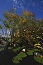 Papyrus {Cyperus papyrus} and water lilies (Nymphaeaceae) on the Okavango delta, Botswana