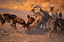 African wild dogs {Lycaon pictus} tearing apart Impala kill, Okavango Delta, Botswana, Africa