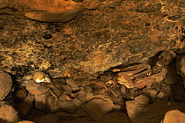 Whole family of preserved mummies in cave on hillside of Tupisa / Tupiza volcano, Uyuni NP, altiplano, Bolivia