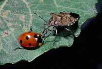 Shield bug {Troilus luridus} feeding on 7-spot ladybird {Coccinella septempunctata} UK