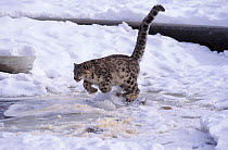 Snow leopard jumping {Panthera uncia}  USA