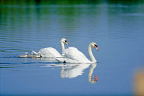 Mute swan pair with chicks on water {Cygnus olor} UK
