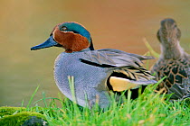 Common teal {Anas crecca} male duck,  UK