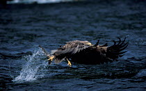 White tailed sea eagle catching fish {Haliaeetus albicilla} Skye, Scotland, UK